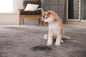 pet-friendly carpet cleaning NJ